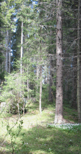 Skog - fotografi